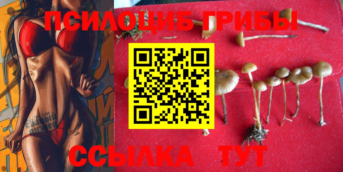 Псилоцибиновые грибы Psilocybe Светлоград